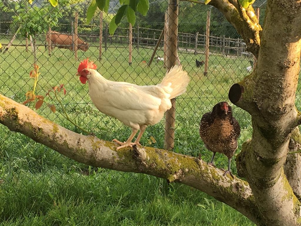Farm stay Capannacce Organic And Horse Farm