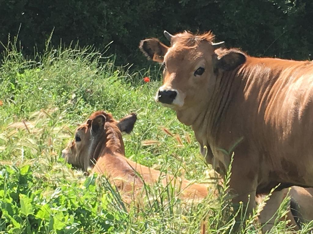 Capannacce Organic And Horse Farm * Rapolano Terme