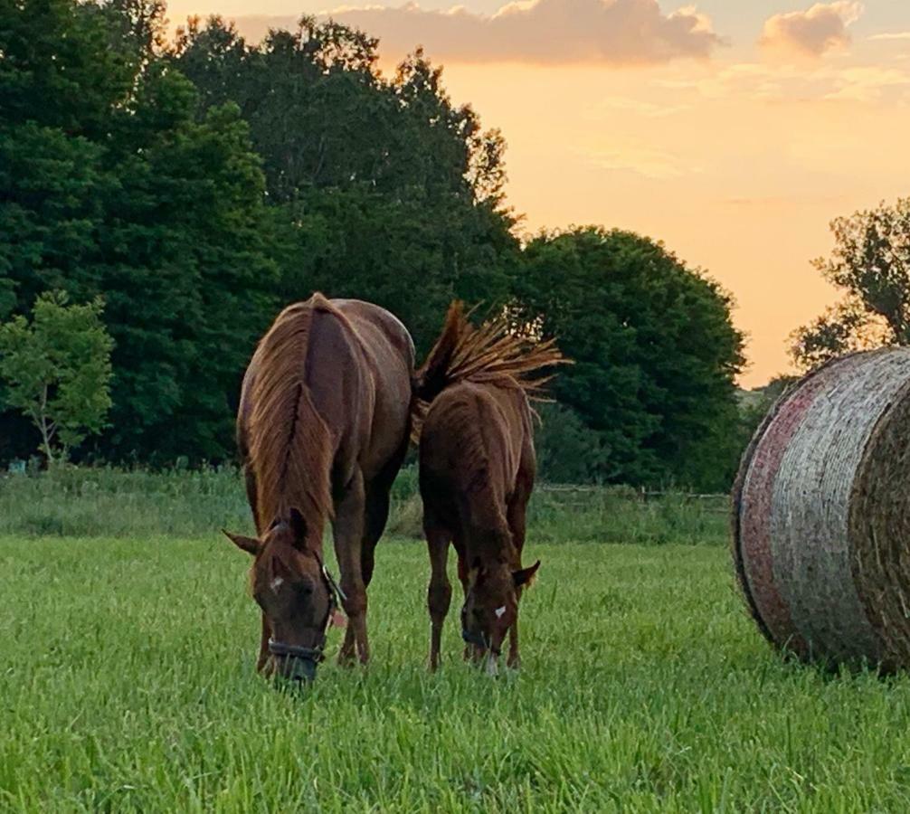 Capannacce Organic And Horse Farm Farm stay Rapolano Terme