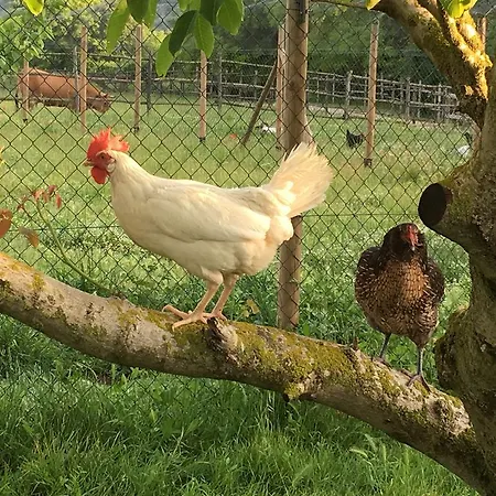 Capannacce Organic And Horse Farm Villa Rapolano Terme Exterior foto